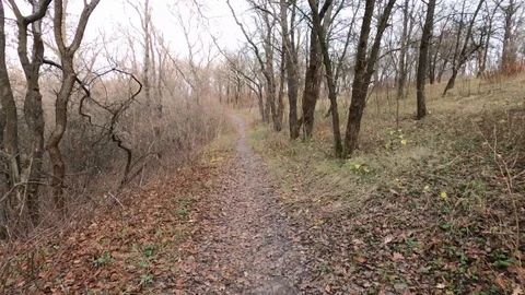Passage along the path through the autumn forest filmed in hyperlapse mode Stock Footage 120392966