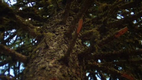 Passage around the tree trunk Stock Footage 296864283