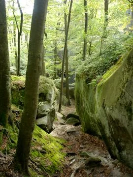 Passage between rocks with green moss and maple trees. Carpathian mountains.. Stock Photos