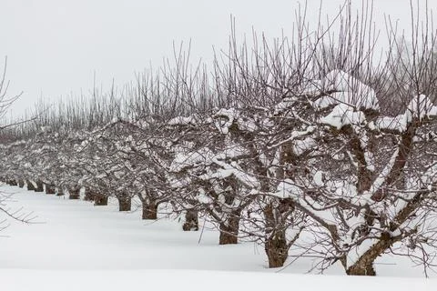 Passage between rows of young apple trees Stockfoto's