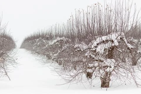 Passage between rows of young apple trees Fotos de archivo