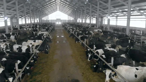 Passage between two rows of cattle in a byre Stock Footage 101013522