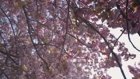 The passage of the camera through the blooming thickets of pink cherry , cherry Stock Footage 82882843