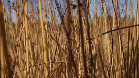 The passage of the camera through a field of dry grass Video stock 116974694