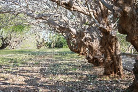 Passage covered with trees. Stock Photos