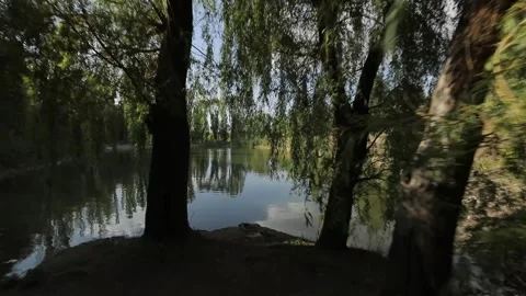 Passage from the forest to the lake 2 Stock Footage 331170709