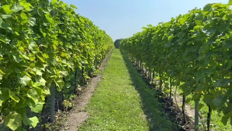 The passage of the grape row Stock Footage 247407856