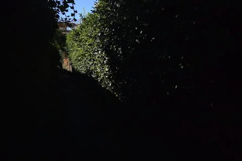 Passage with ivy Stock Photos