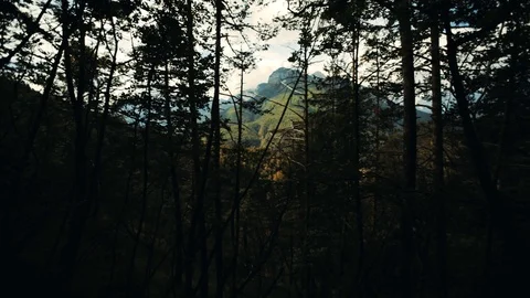 Passage of light in the woods Stock Footage 92018603