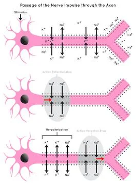Passage of the Nerve Impulse through the Axon Infographic Diagram for biology Stock Illustration