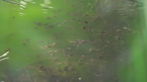 Passage of small tadpole in the swamp Stock Footage 41530127