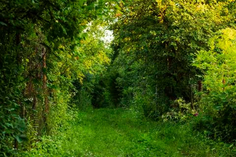 Passage in summer forest Stock-Fotos