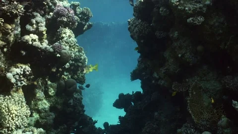 Passage through canyon to inner part of coral reef, Slow motion Stock Footage 234799378