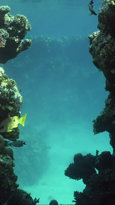 Passage through canyon to inner part of coral reef, Slow motion Stock Footage 234806038