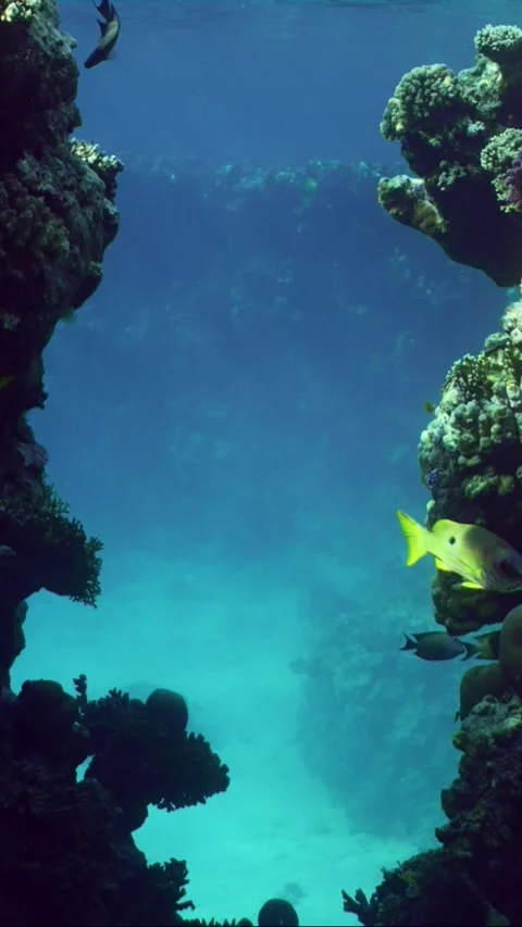Passage through canyon to inner part of coral reef, Slow motion Stock Footage 246357165