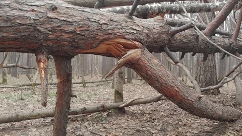 Passage through a fallen tree in a bare forest Stock Footage 108537300