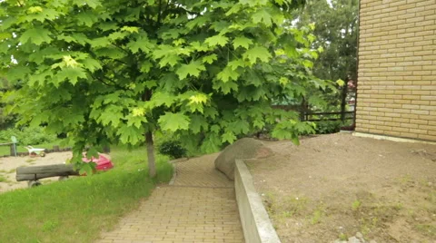 The passage through the Large green maple leaves. Video stock 55441205