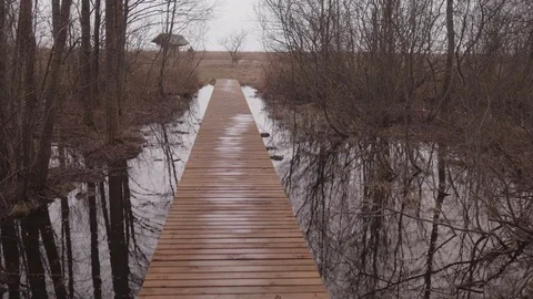 Passage through a marshy forest Stock Footage 125281766