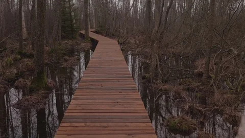 Passage through a marshy forest Stock Footage 125281987