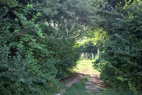 Passage through trees in a park Stock Photos