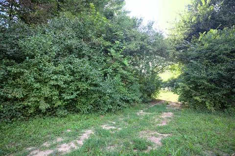 Passage through trees in a park Stock Photos