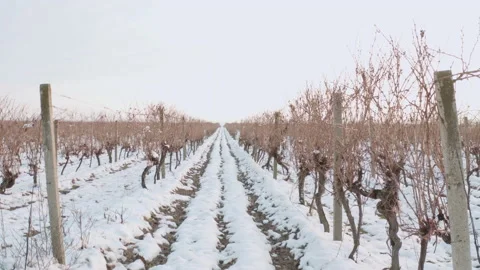Passage through the vines in the winter under the snow Stock Footage 170880670