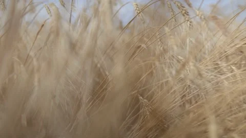 Passage in wheat close up Stock Footage 137411419