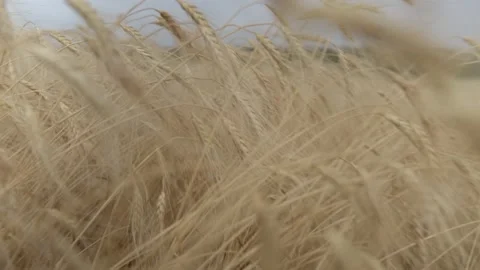 Passage in wheat close up Stock Footage 137411554