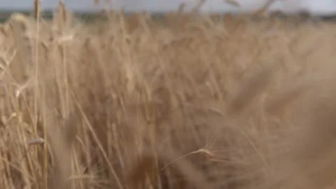 Passage in wheat close up Stock Footage 137411663