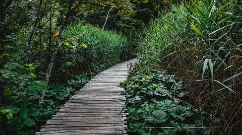 Passage into the woods Stock Photos