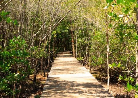 Passages in the mangrove forest Stock Photos