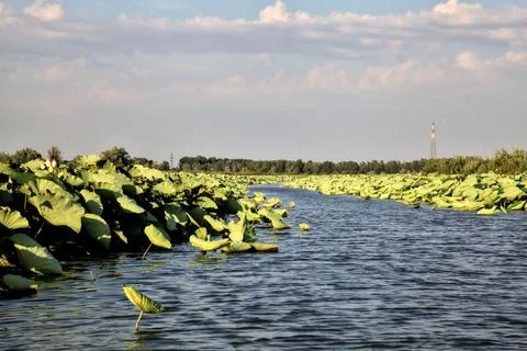 Passageway between lotus plants in a river in the italian countryside in summ Stock Photos