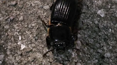 Passalid Beetle Walking on Ground Close Up Macro Video stock 343329409