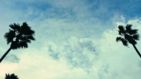Passenger airplane flying between palm trees against cloudy sky in coastal city Vidéo 339252615
