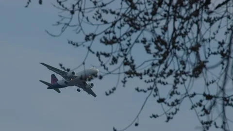 Passenger airplane taking off behind the branches Stock Footage 174799555