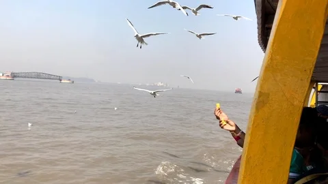 Passenger feeding seagull Stock Footage 103676627