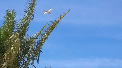 Passenger plane flies over palm trees. Stock Footage 296509397
