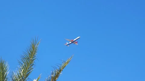 Passenger plane flies over palm trees. Color is white, red, blue. Stock Footage 296509424