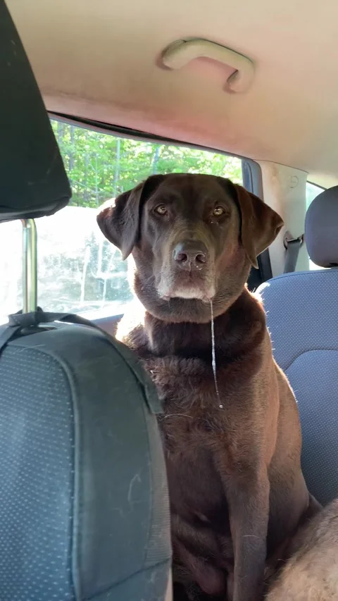 Passenger Pups Are Exhausted After Hike, Tantallon, Nova Scotia, Canada - 03 Jun Video stock 342758760