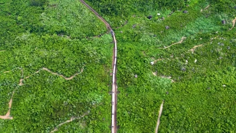 Passenger train going in the tropical forest Stock Footage 246589662