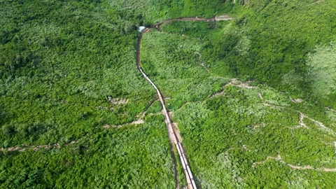 Passenger train going in the tropical forest Stock Footage 246589708