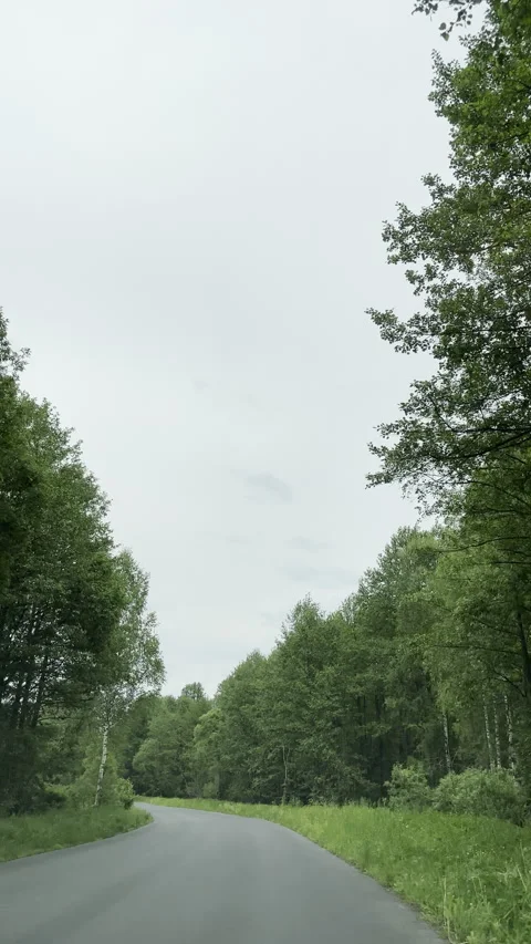 Passenger View In Car Driving Through Forest Stock Footage 310842436