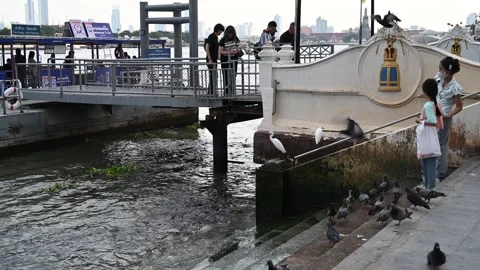Passengers wait beside river birds at Tha Chang ferry Vidéo 340295288