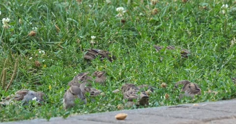 Passer Domesticus sparrows in the city in slow motion Stock Footage 283772639
