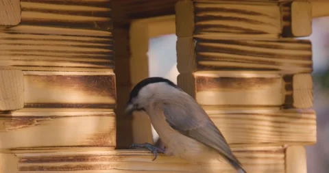 Passerine bird Coal Tit lands on a wooden birdhouse Stock Footage 201334524