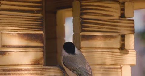 Passerine bird Eurasian blue tit lands on a wooden birdhouse Stock Footage 201335687
