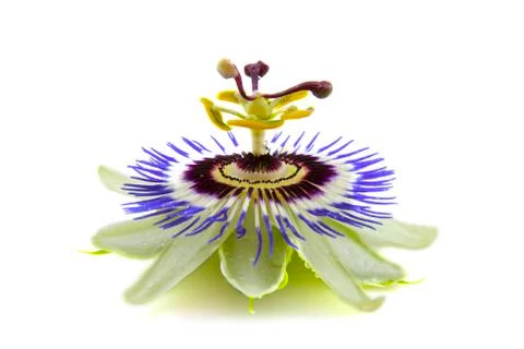 Passie flora Stock Photos