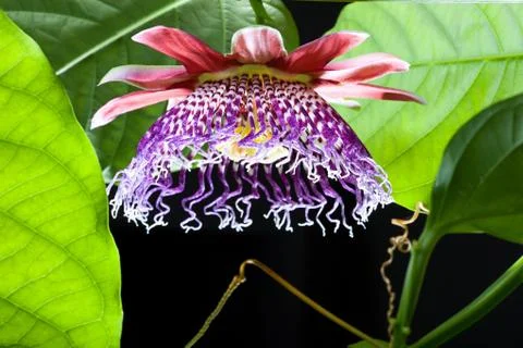 Passiflora Alata Stock Photos