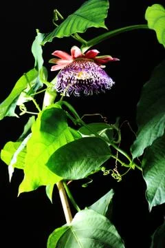 Passiflora Alata Stock Photos