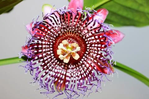 Passiflora Alata Stock Photos